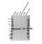 Proteasome 26S Subunit, ATPase 4 antibody, VPA00618, Bio-Rad (formerly AbD Serotec) , Western Blot image 