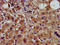 Cyclin Y antibody, LS-C674460, Lifespan Biosciences, Immunohistochemistry paraffin image 