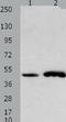 Forkhead Box L2 antibody, TA322192, Origene, Western Blot image 