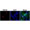 Histone Cluster 3 H3 antibody, M08865, Boster Biological Technology, Immunocytochemistry image 