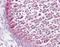 Histone H2B type 1 antibody, orb96069, Biorbyt, Immunohistochemistry paraffin image 