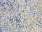 Myotubularin-related protein 9 antibody, orb18344, Biorbyt, Immunohistochemistry paraffin image 