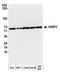 G3BP Stress Granule Assembly Factor 2 antibody, A302-040A, Bethyl Labs, Western Blot image 