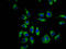 Cyclic nucleotide-gated cation channel beta-1 antibody, LS-C680296, Lifespan Biosciences, Immunofluorescence image 