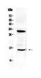 Inhibitor Of DNA Binding 2 antibody, PA5-79434, Invitrogen Antibodies, Western Blot image 