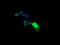 Ubiquitin Conjugating Enzyme E2 G2 antibody, LS-C174251, Lifespan Biosciences, Immunofluorescence image 
