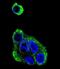Alcohol Dehydrogenase 1B (Class I), Beta Polypeptide antibody, abx032967, Abbexa, Immunofluorescence image 