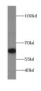 Zinc Finger Protein 426 antibody, FNab04645, FineTest, Western Blot image 
