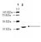 Leukotriene B4 Receptor 2 antibody, ADI-905-794-100, Enzo Life Sciences, Western Blot image 
