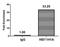 Histone H1.1 antibody, LS-C673368, Lifespan Biosciences, Chromatin Immunoprecipitation image 