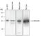 Internexin Neuronal Intermediate Filament Protein Alpha antibody, AF4844, R&D Systems, Western Blot image 