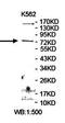 Leucine Rich Repeats And IQ Motif Containing 3 antibody, orb78451, Biorbyt, Western Blot image 