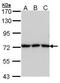 Transferrin antibody, GTX101035, GeneTex, Western Blot image 