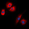 Synaptophysin antibody, LS-C352920, Lifespan Biosciences, Immunofluorescence image 