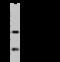 CCAAT Enhancer Binding Protein Beta antibody, 107378-T32, Sino Biological, Western Blot image 