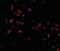 Scavenger Receptor Class A Member 5 antibody, NBP1-72121, Novus Biologicals, Immunofluorescence image 