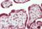 Thy-1 Cell Surface Antigen antibody, orb314527, Biorbyt, Immunohistochemistry paraffin image 