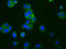 C-C Motif Chemokine Receptor 9 antibody, CSB-RA004848A0HU, Cusabio, Immunofluorescence image 