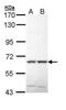 SPS1/STE20-related protein kinase YSK4 antibody, PA5-29285, Invitrogen Antibodies, Western Blot image 