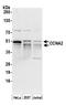 Cyclin A2 antibody, A305-253A, Bethyl Labs, Western Blot image 