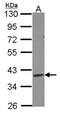 Deoxyribonuclease 1 Like 3 antibody, NBP2-16198, Novus Biologicals, Western Blot image 