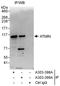 ATM Interactor antibody, A303-398A, Bethyl Labs, Immunoprecipitation image 