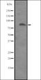 Integrin Subunit Beta 8 antibody, orb335355, Biorbyt, Western Blot image 