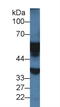 Monoamine Oxidase A antibody, LS-C372844, Lifespan Biosciences, Western Blot image 