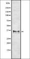 Olfactory Receptor Family 1 Subfamily E Member 1 antibody, orb336424, Biorbyt, Western Blot image 