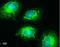Cytochrome C Oxidase Subunit 4I1 antibody, NBP2-43540, Novus Biologicals, Immunofluorescence image 