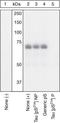 Microtubule Associated Protein Tau antibody, GTX24846, GeneTex, Western Blot image 