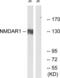 Glutamate Ionotropic Receptor NMDA Type Subunit 1 antibody, LS-C117764, Lifespan Biosciences, Western Blot image 
