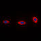 NDUFA4 Mitochondrial Complex Associated antibody, GTX56160, GeneTex, Immunofluorescence image 