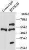 Solute Carrier Family 22 Member 18 Antisense antibody, FNab07922, FineTest, Immunoprecipitation image 