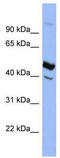 Heparin cofactor 2 antibody, TA346026, Origene, Western Blot image 