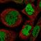 Zinc Finger Protein 570 antibody, HPA028881, Atlas Antibodies, Immunocytochemistry image 