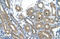 Ring Finger Protein 165 antibody, 29-866, ProSci, Enzyme Linked Immunosorbent Assay image 