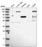 Erythrocyte Membrane Protein Band 4.1 antibody, PA5-65025, Invitrogen Antibodies, Western Blot image 