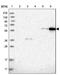Centrosomal Protein 85 Like antibody, NBP1-90778, Novus Biologicals, Immunohistochemistry frozen image 