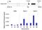 Zinc finger protein 42 antibody, 710190, Invitrogen Antibodies, Chromatin Immunoprecipitation image 