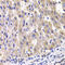 Ribosomal Protein L14 antibody, 22-438, ProSci, Immunofluorescence image 