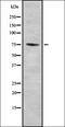 Phosphodiesterase 10A antibody, orb378366, Biorbyt, Western Blot image 