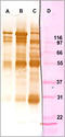 CD163 antibody, AP26434PU-N, Origene, Western Blot image 