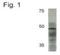 Transcription Factor AP-2 Alpha antibody, NB100-74359, Novus Biologicals, Western Blot image 