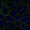 Galectin 8 antibody, HPA012734, Atlas Antibodies, Immunofluorescence image 