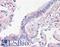 Prominin-2 antibody, LS-A9227, Lifespan Biosciences, Immunohistochemistry frozen image 