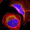 Mitochondrial Ribosomal Protein L9 antibody, NBP1-89561, Novus Biologicals, Immunofluorescence image 
