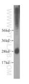 IFI30 Lysosomal Thiol Reductase antibody, 11597-1-AP, Proteintech Group, Western Blot image 