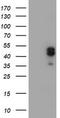LIM Homeobox 1 antibody, TA504527S, Origene, Western Blot image 