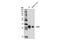 Quiescin Sulfhydryl Oxidase 1 antibody, 14962S, Cell Signaling Technology, Western Blot image 